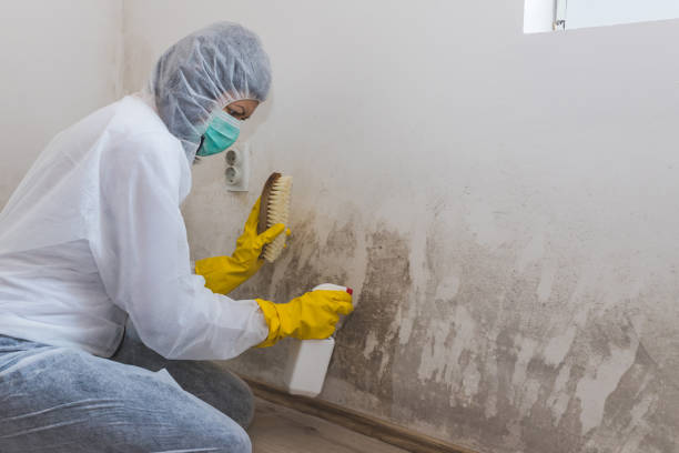 Best HVAC Mold Remediation in Mcgregor, FL